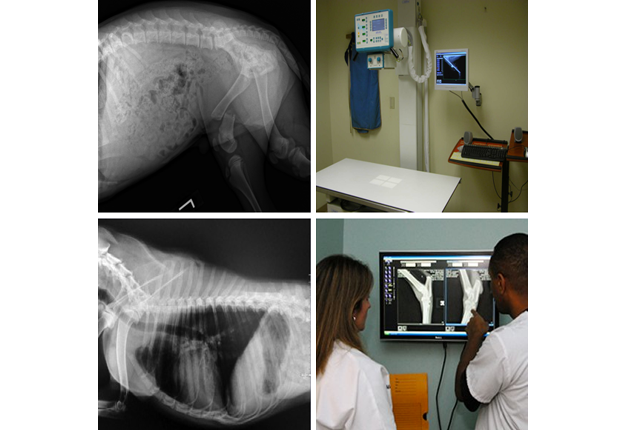 how much are x rays for dogs