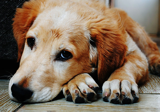 Canine Atopy: Your Dog’s Allergic Reactions