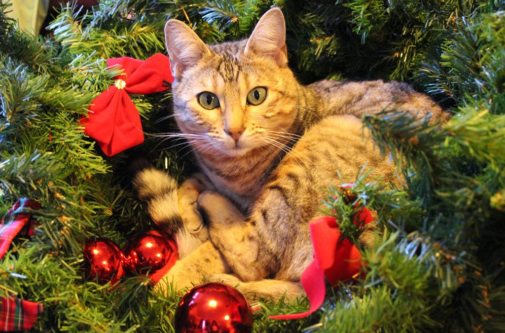 Help Your Cat With Stress for the Holidays