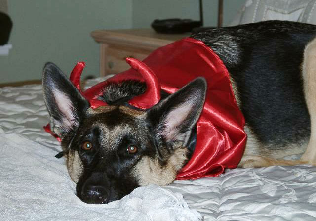 It’s Halloween Time: Beware of Chocolate Candies for Dogs!