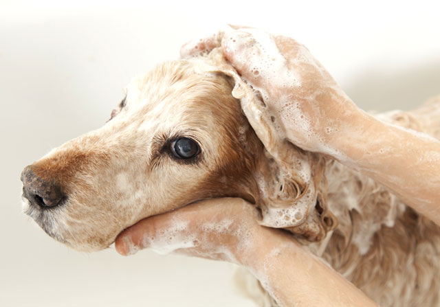 Medicated Dog Shampoos