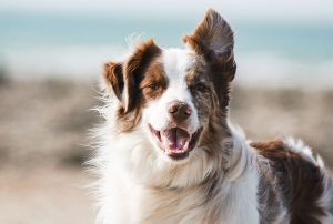 Otitis in Dogs