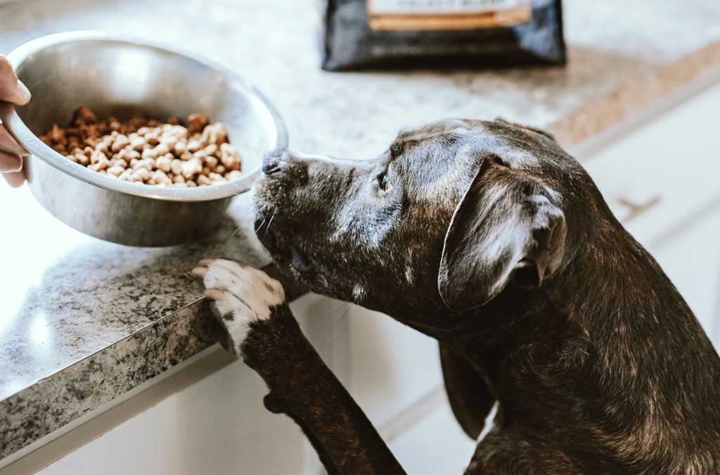 What Is The Best Pet Food?