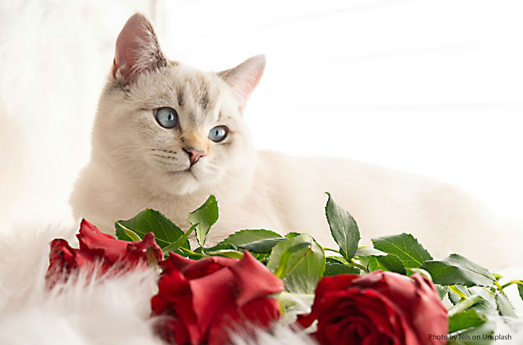 Valentine’s Day Pet Safety Tips