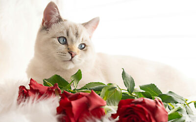 Valentine’s Day Pet Safety Tips