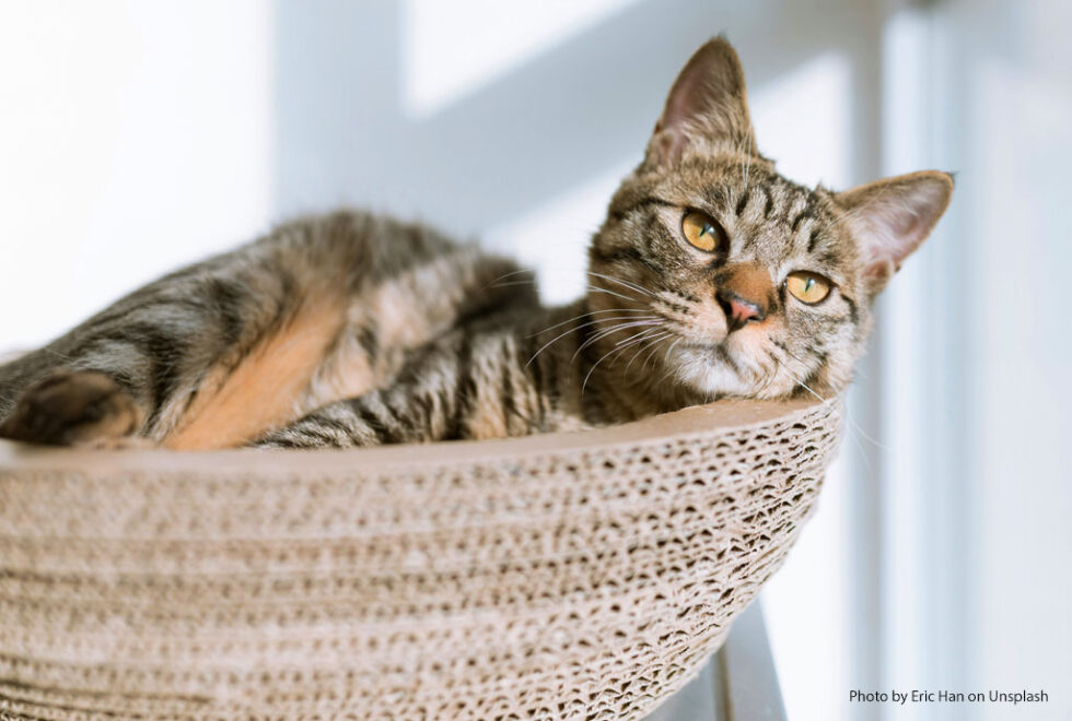 Photo inspiration: Reducing Cat Anxiety For Vet Visits Reference: Reducing Stress For Your Cat S Vet Visits Start At