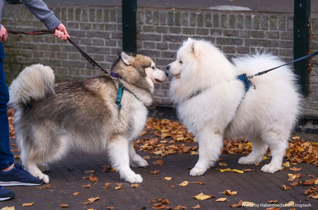 Dog Behavior: To Greet or Not to Greet?
