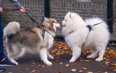 Dog Behavior: To Greet or Not to Greet?