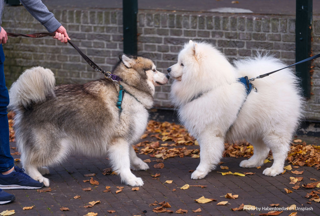 Dog Behavior Greeting