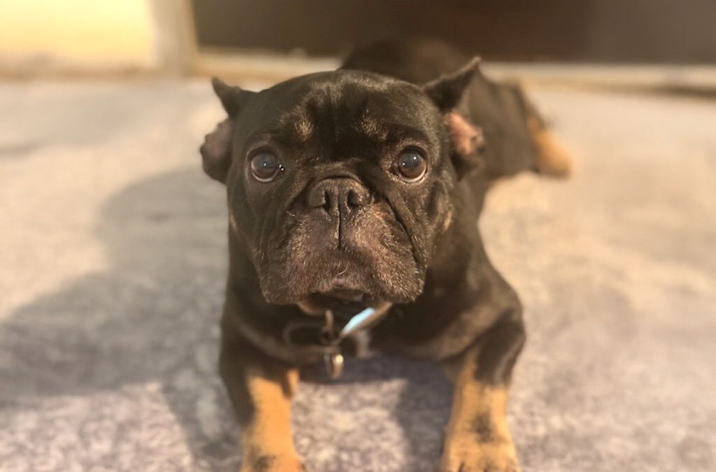 Importance of Pre-Visit Medications for Dogs