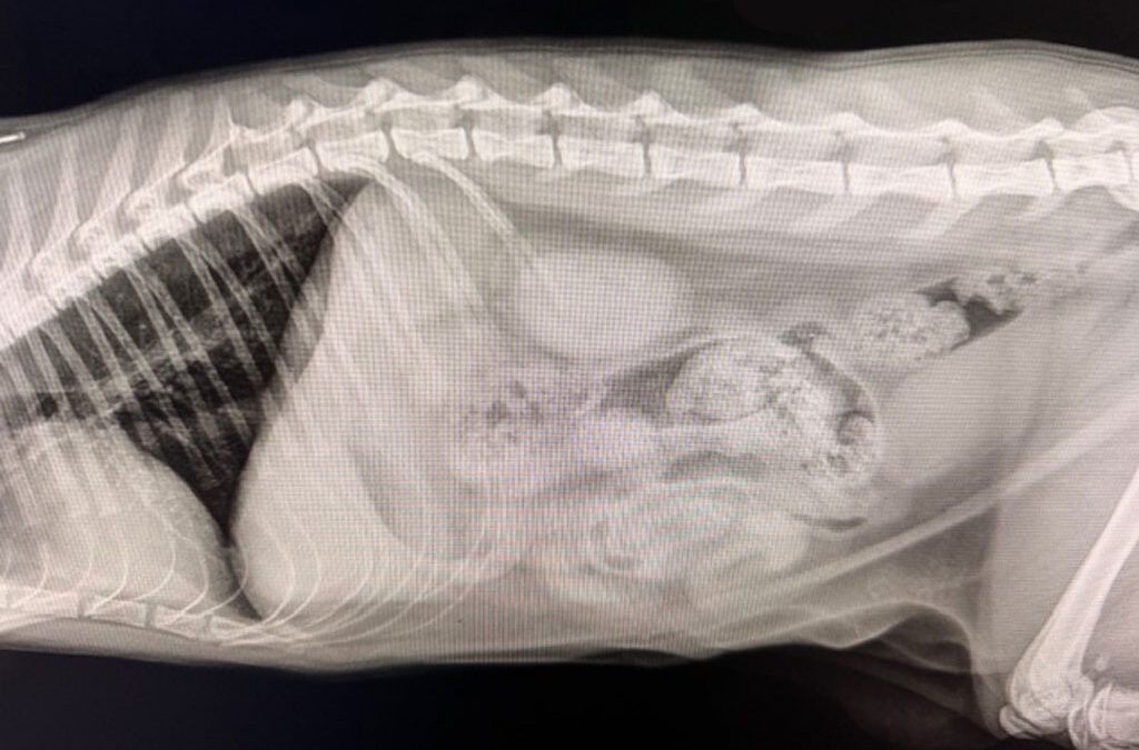 Clearwater Veterinary Ultrasound vs X-Rays