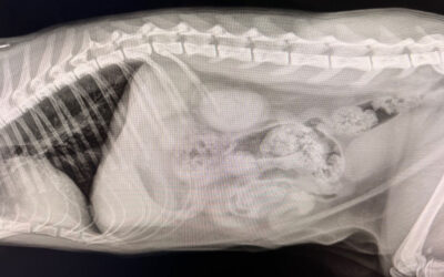 Clearwater Veterinary Ultrasound vs X-Rays