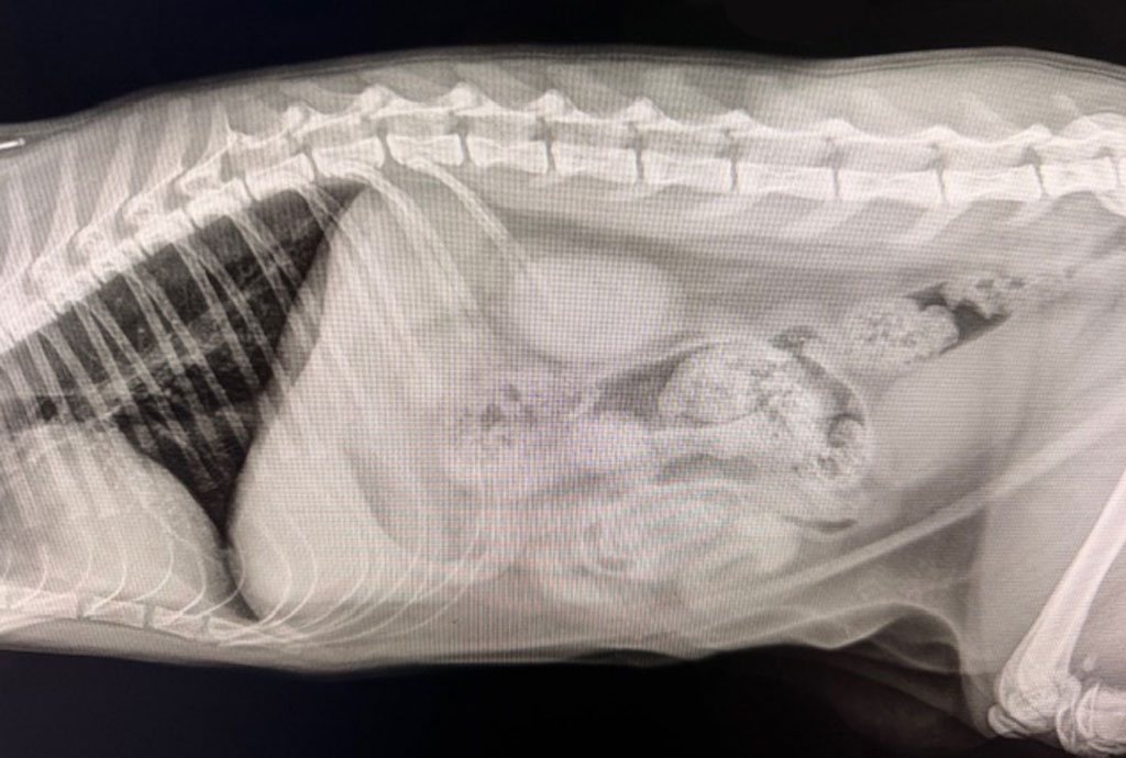 X-Ray vs. Ultrasound