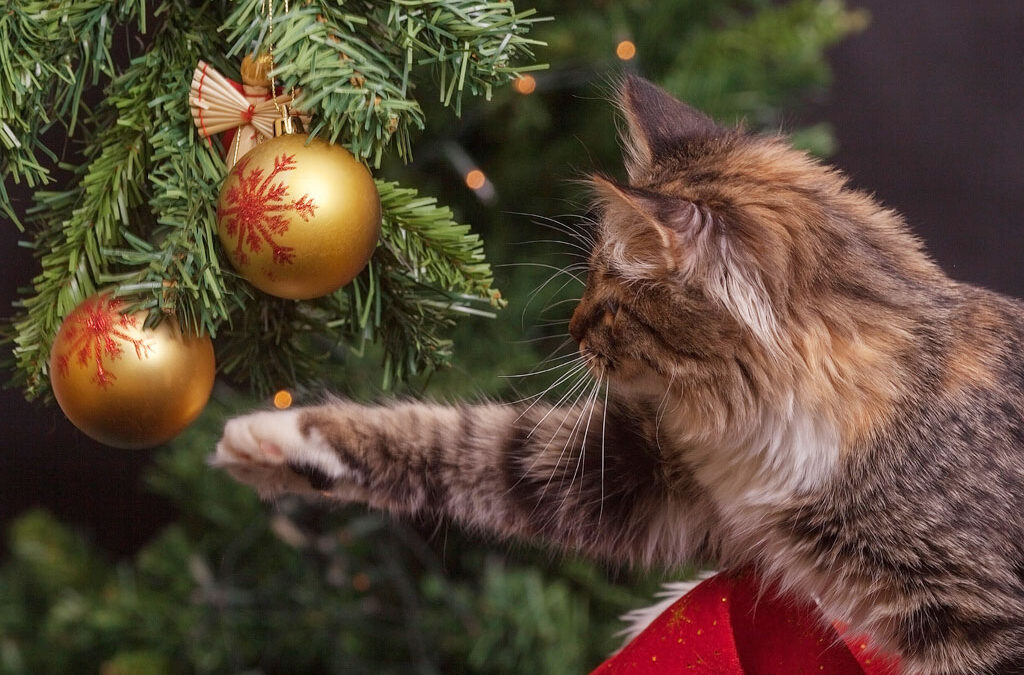 Clearwater Holiday Pet Safety: Hazards to Avoid This Season