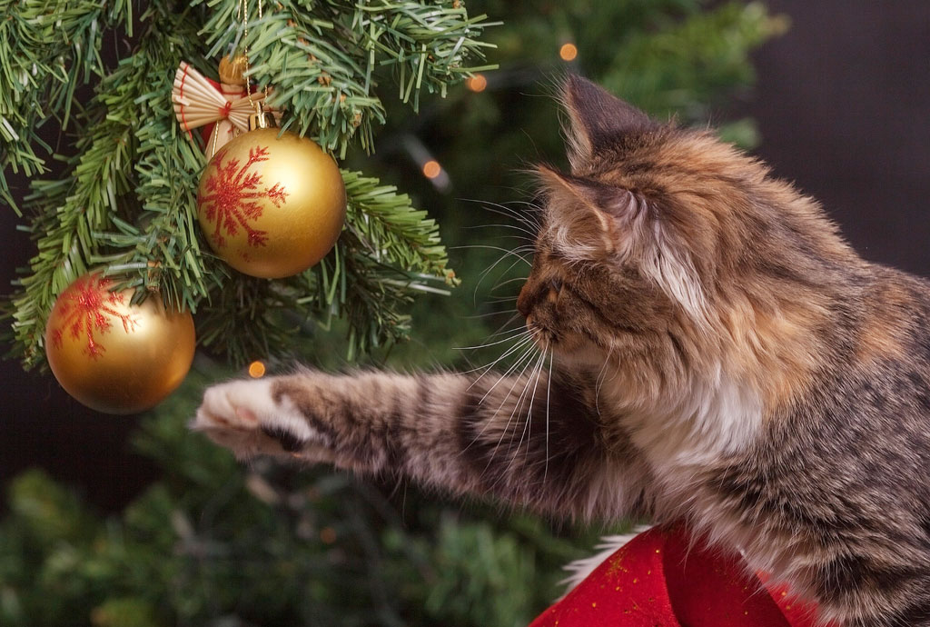 Clearwater holiday pet safety