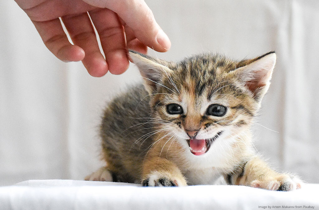 Fear Free Veterinary Care at Animal & Bird Hospital of Clearwater