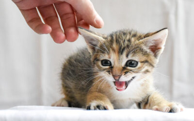 Fear Free Veterinary Care at Animal & Bird Hospital of Clearwater