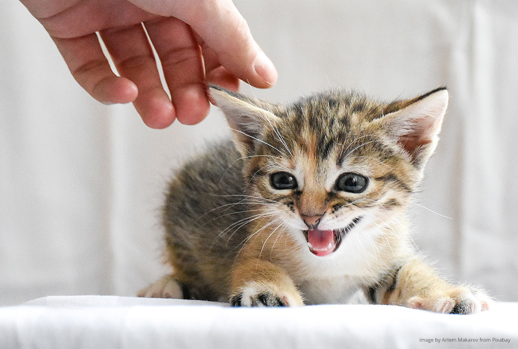 Fear free veterinary care