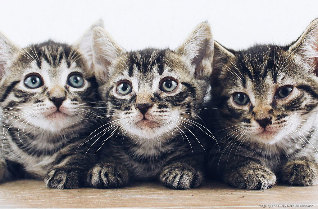 Spaying or Neutering Your Cat: Benefits, Myths & What to Expect