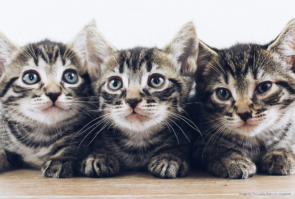 The Benefits of Spaying or Neutering Your Cat