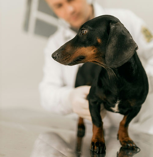 Vet tech holding a dog during a pet vaccinations appointment.
